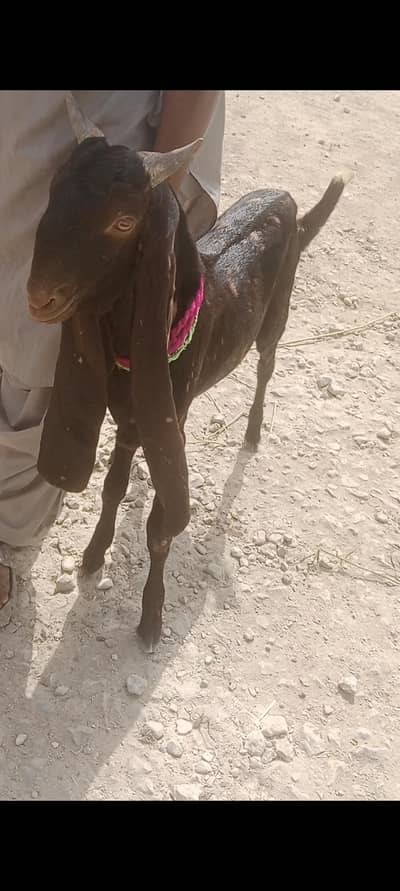 Kamori pure breed Ajraki