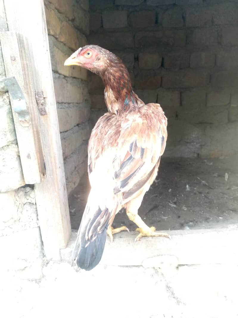 aseel 1