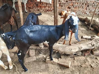 gaban bakri for sale