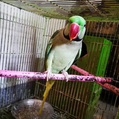 Big Raah Parrots For Sale , Pair