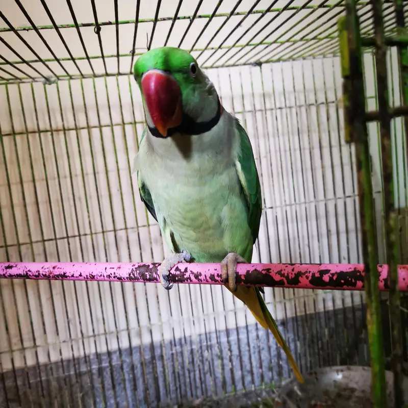Big Raah Parrots For Sale , Pair — photo 2