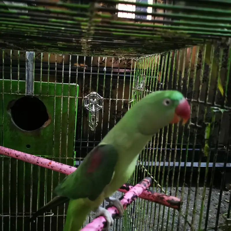 Big Raah Parrots For Sale , Pair — photo 3