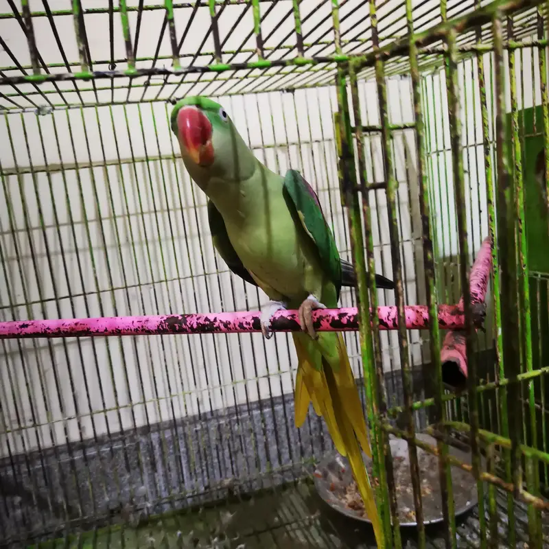 Big Raah Parrots For Sale , Pair — photo 4