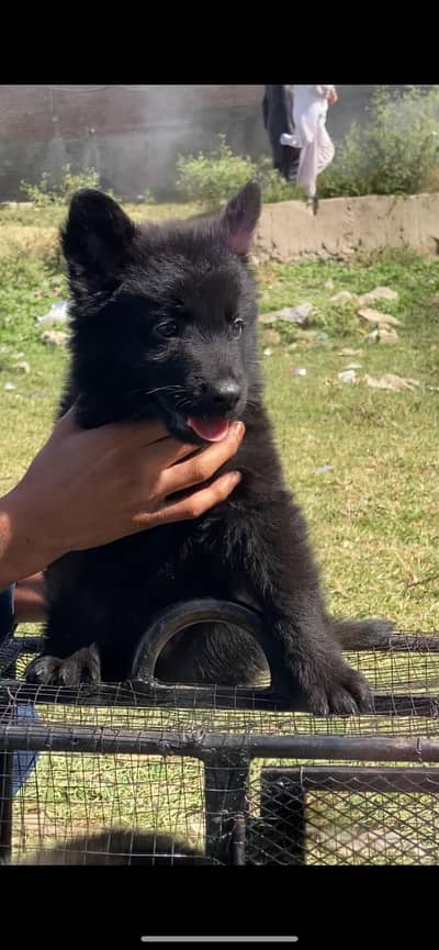 German shepherd dog / triple coat / German shepherd puppies