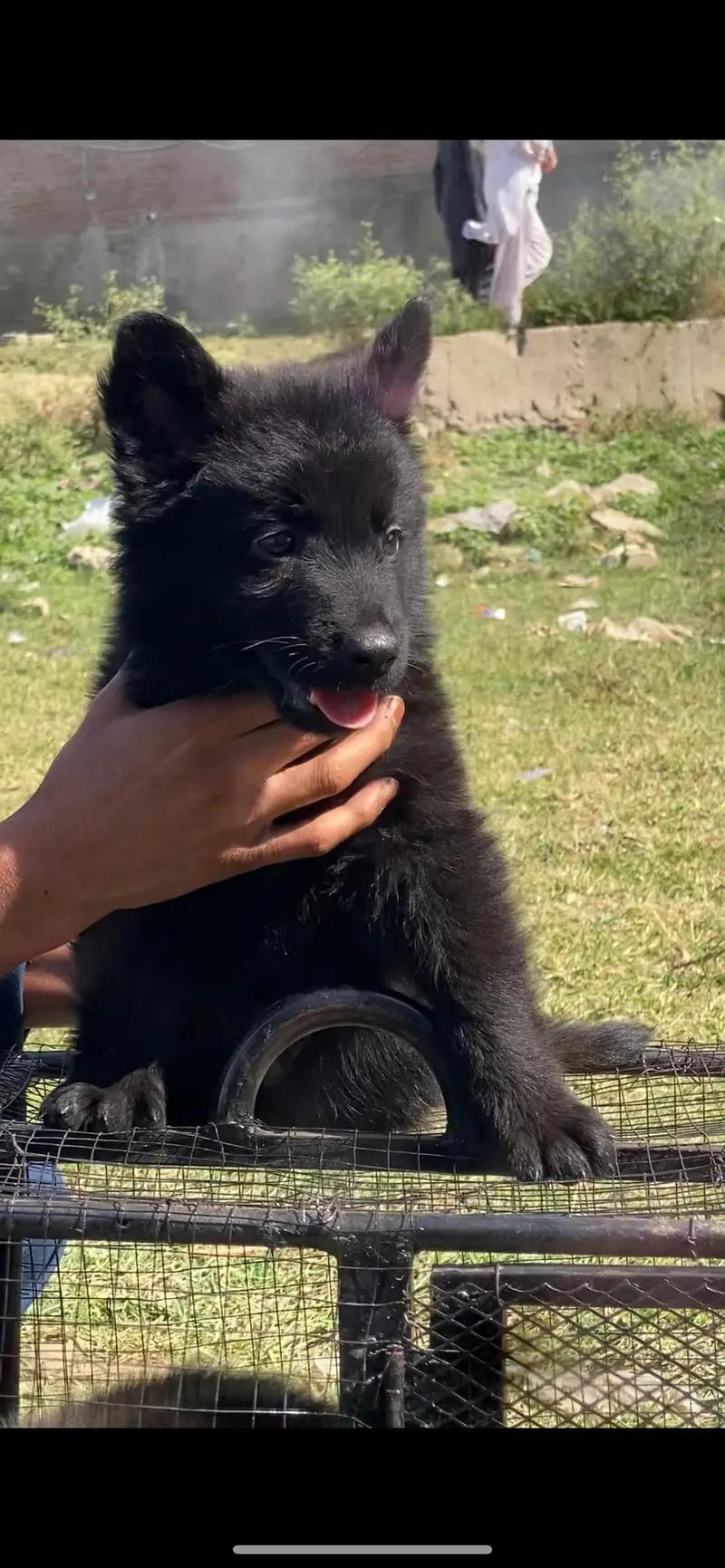 German shepherd dog / triple coat / German shepherd puppies — photo 2
