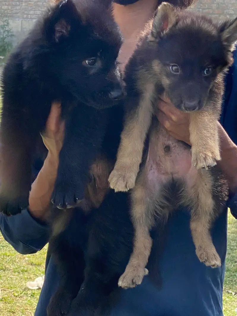 German shepherd dog / triple coat / German shepherd puppies — photo 3