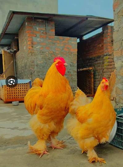 golden buff