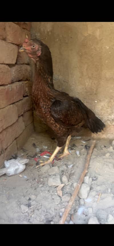 Aseel top quality female