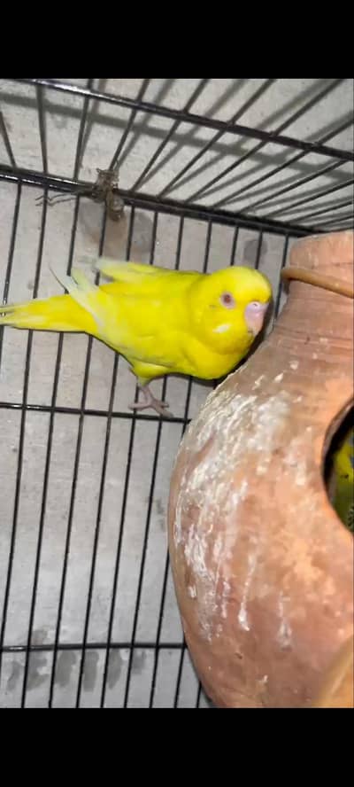 budgie parrot breeder pair