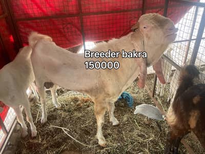 Breater bakra 4 dant hai or bakriya