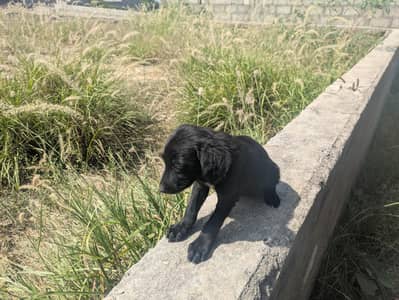 Black Cute Puppies