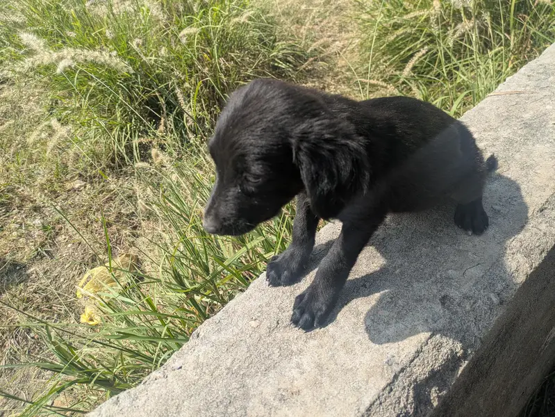 Black Cute Puppies — photo 2
