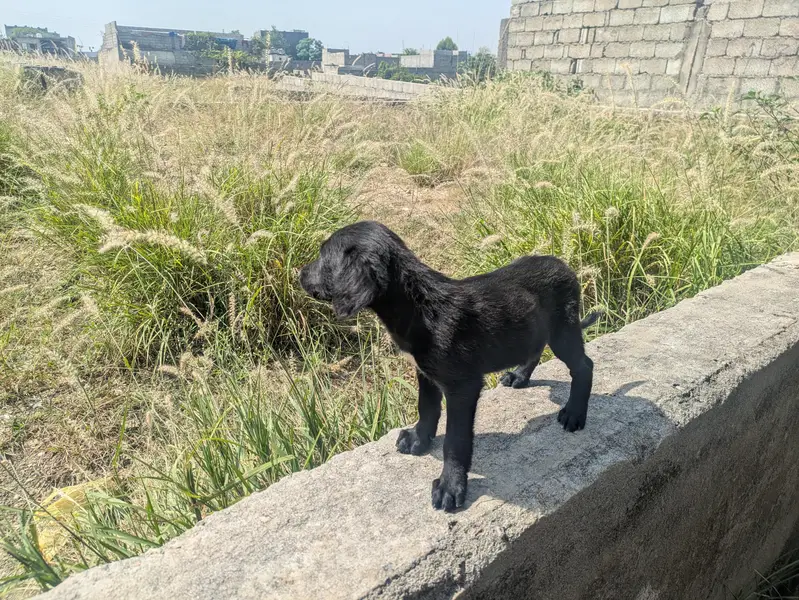 Black Cute Puppies — photo 3