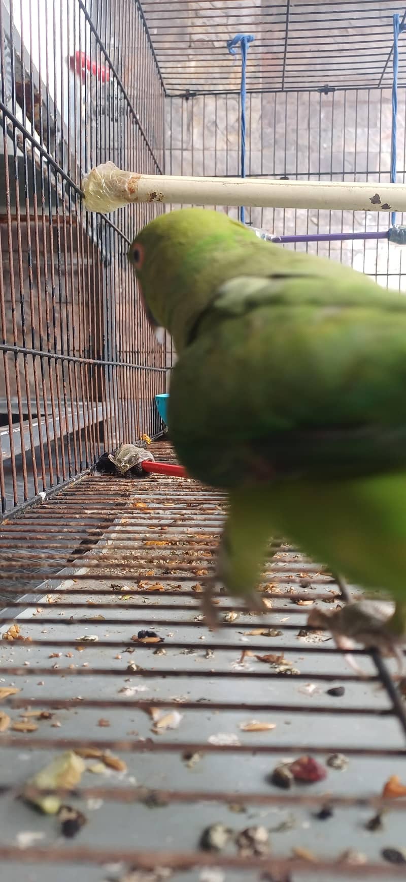 Friendly and talking 2
