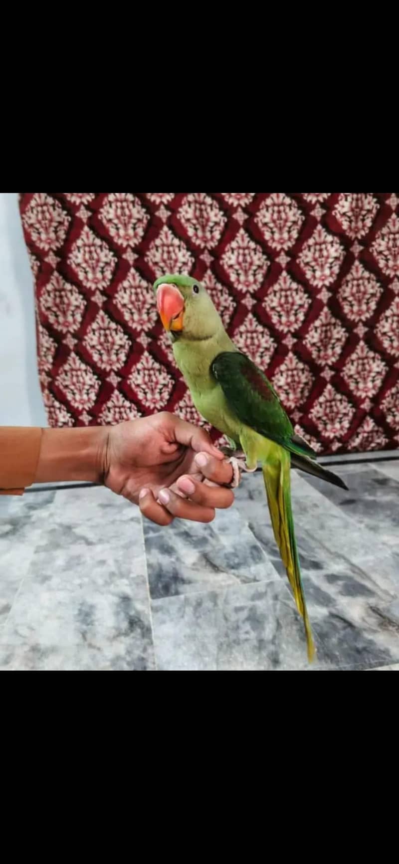 Friendly and talking 3