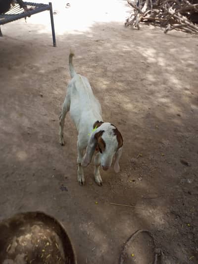 best bakra