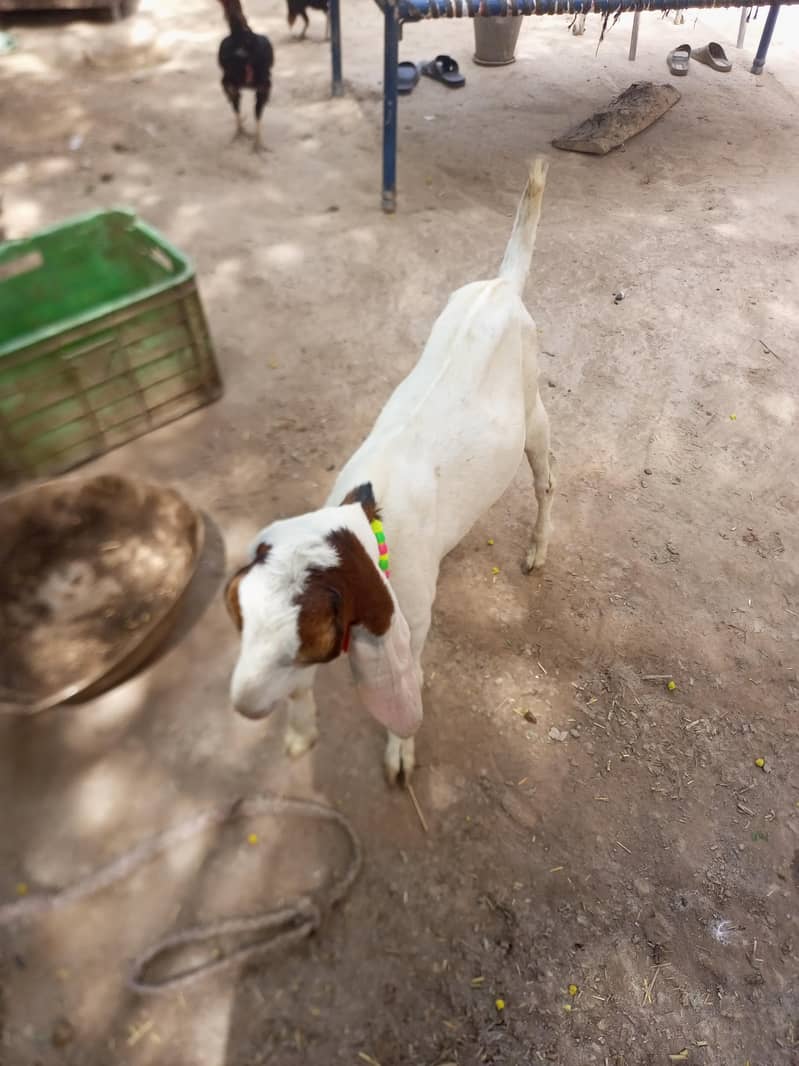 best bakra 1