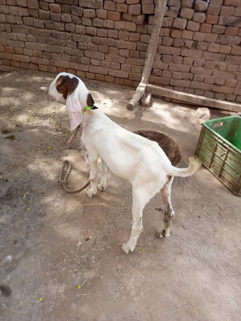 best bakra 2