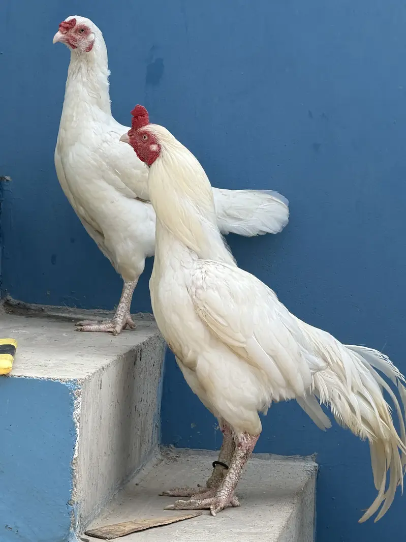 Pepper white miyanwali heera — photo 3