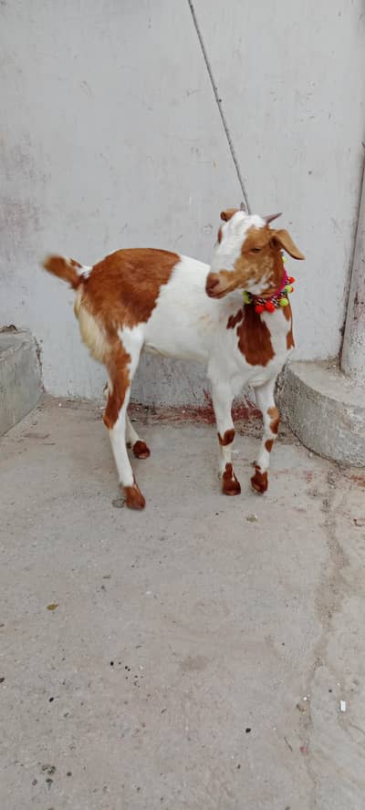 Abluk teddi female