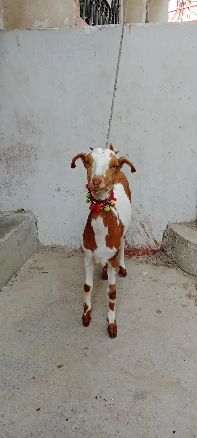 Abluk teddi female — photo 2