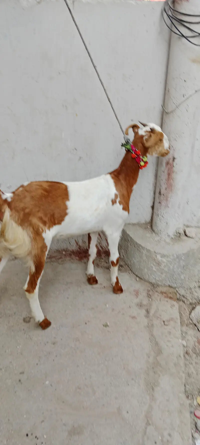 Abluk teddi female — photo 3