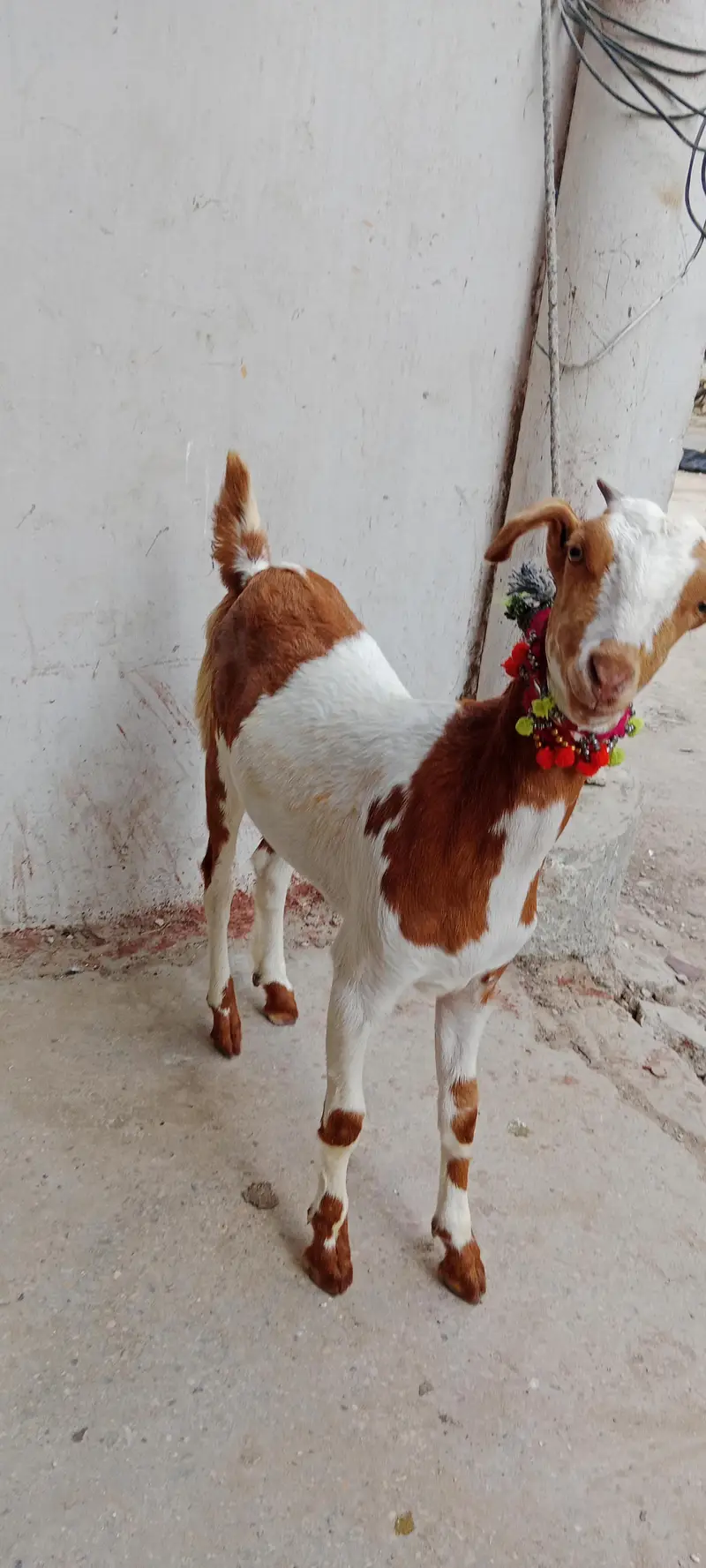 Abluk teddi female — photo 4