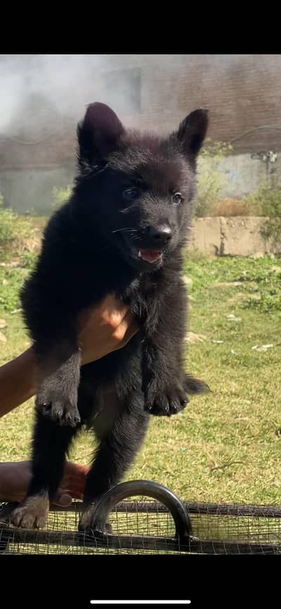 German shepherd dog / triple coat / German shepherd puppies