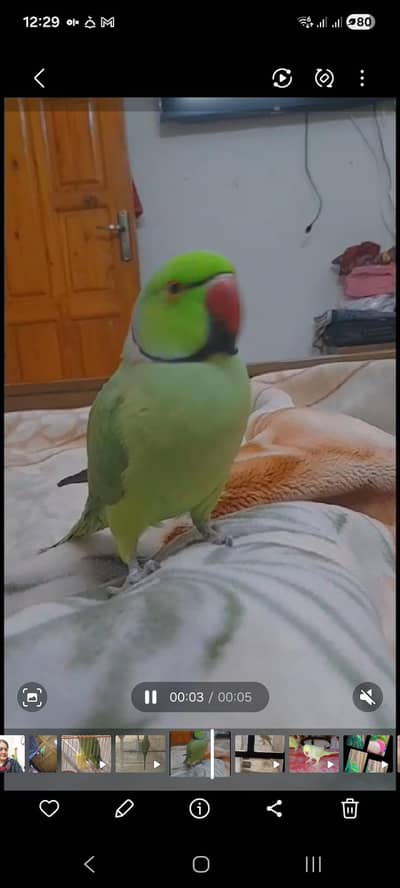 ring neck indian parakeet parrot