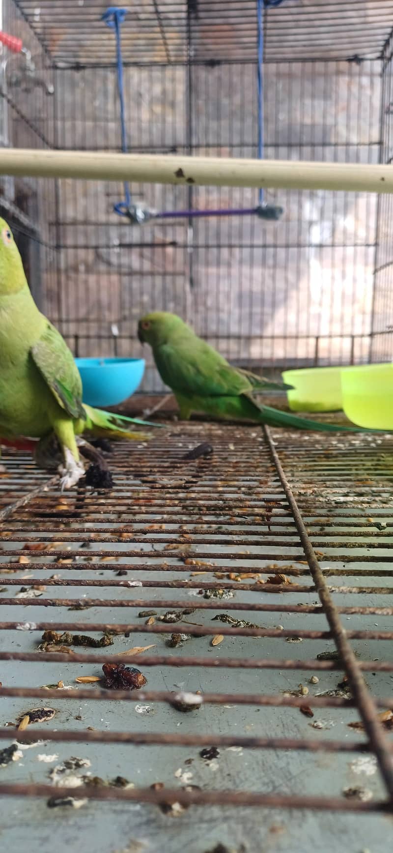 Friendly and talking 5