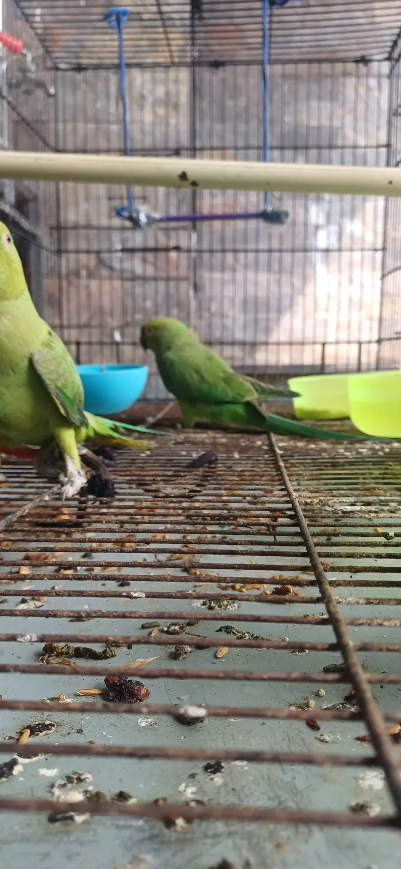 Friendly and talking — photo 6