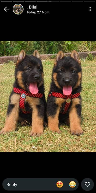black German Shepherd puppy | Long Coat puppies | Dog | puppy