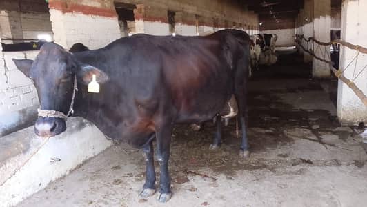 Dairy farm par worker chaiye