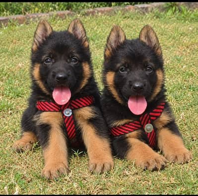 black German Shepherd puppy | Long Coat puppies | Dog | puppy