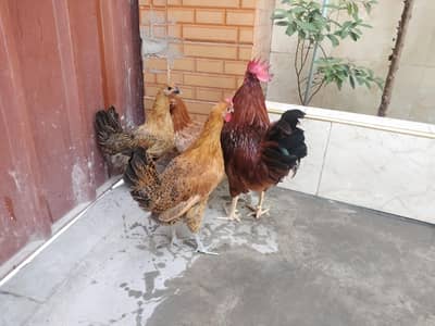Hens desi