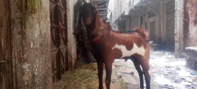 Breeder Bakra Munda