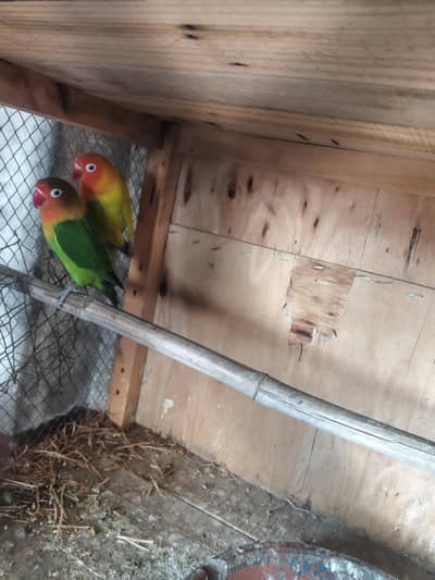 love birds