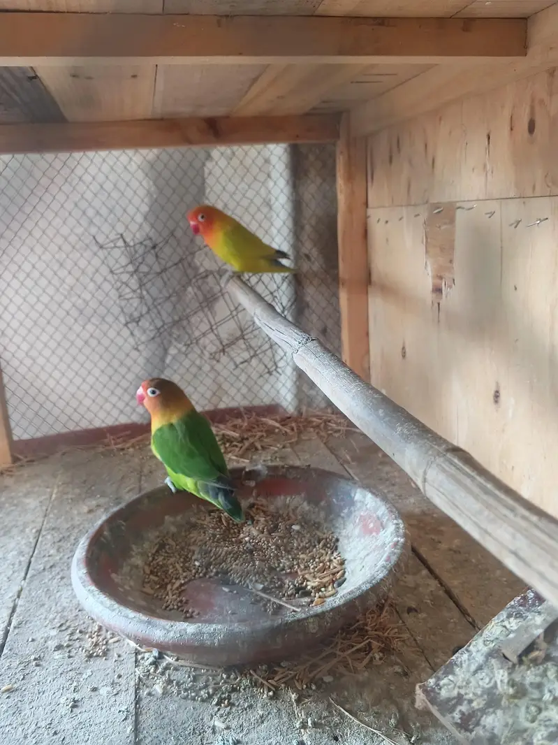 love birds — photo 2