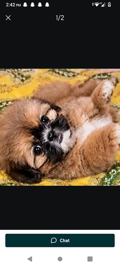 frndly pupppy