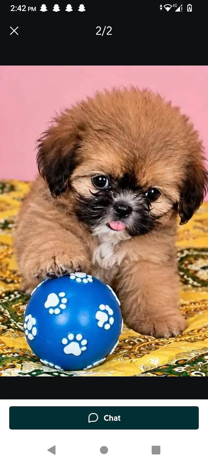 frndly pupppy 1