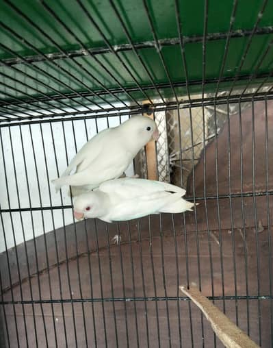 Love Birds pair