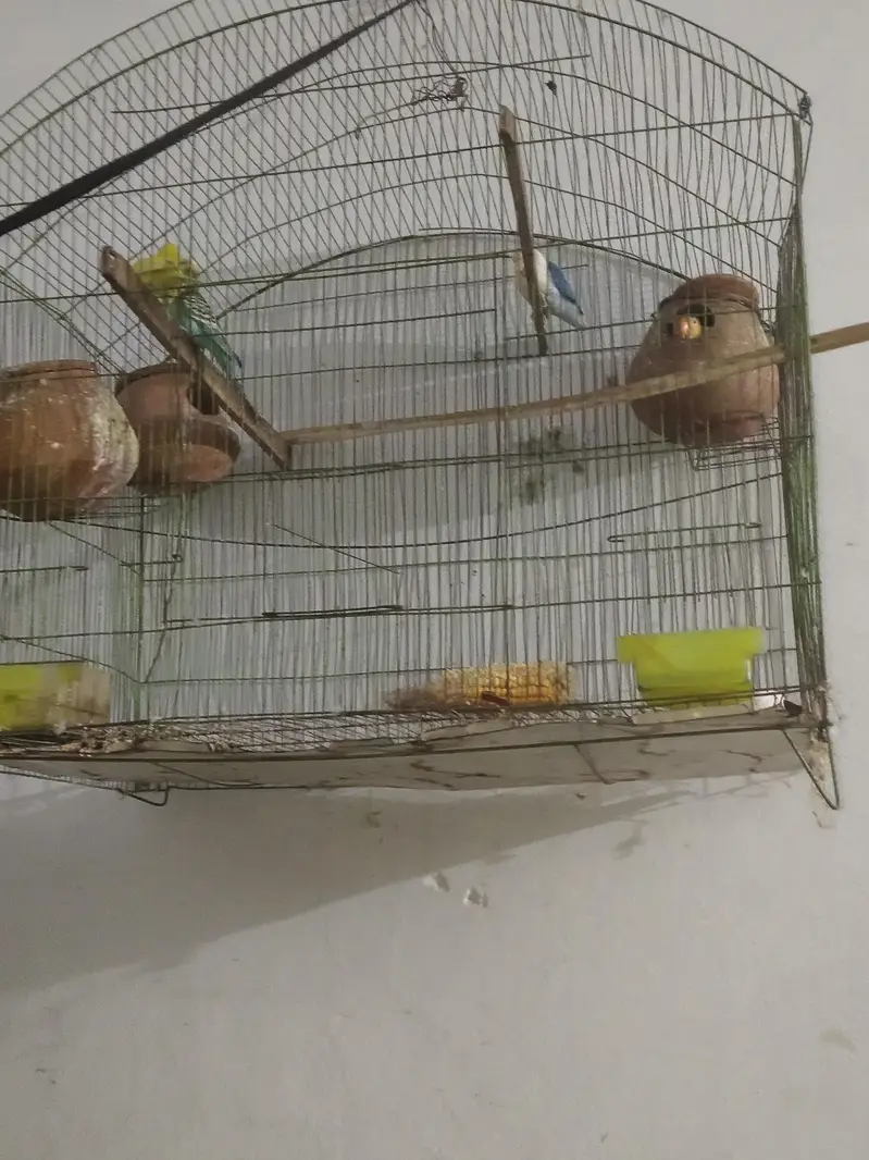lovebird pair and australin bidgie pair + cage all material — photo 2