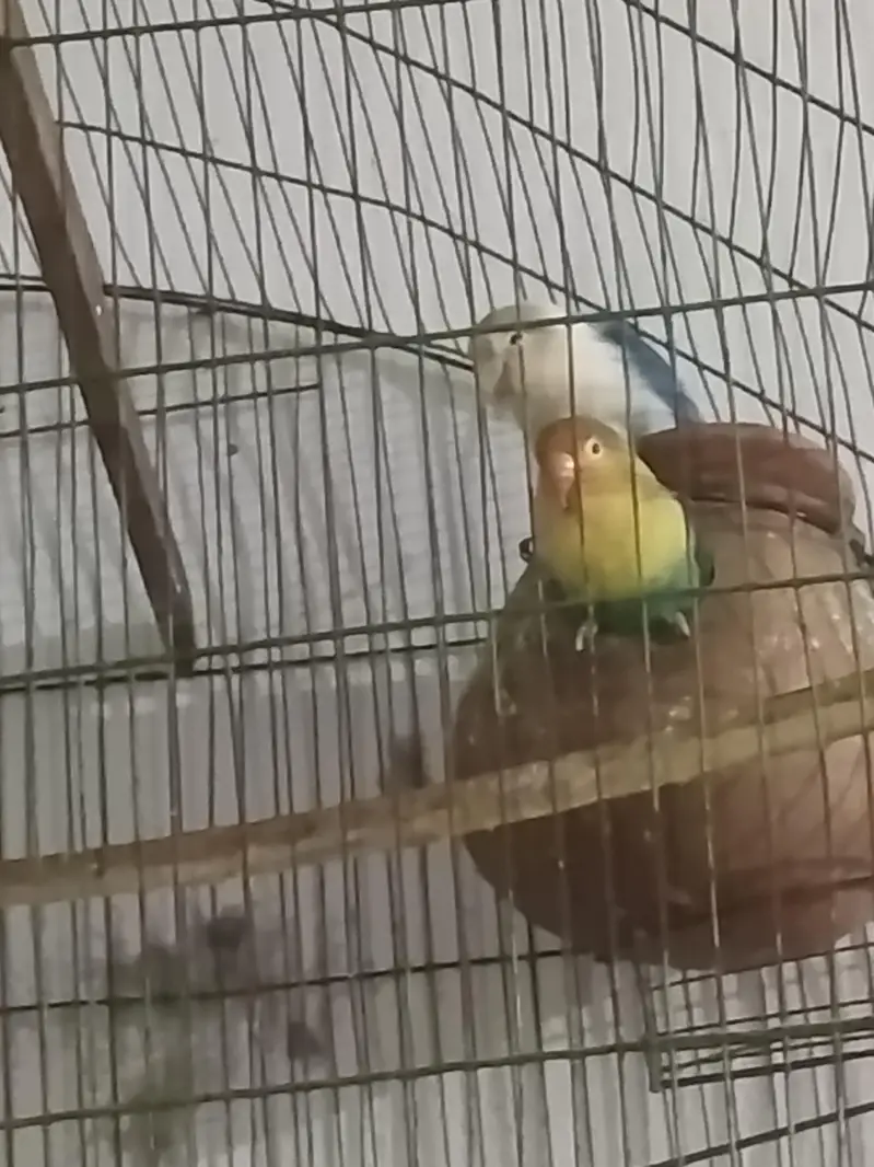 lovebird pair and australin bidgie pair + cage all material — photo 3