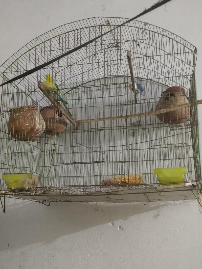 lovebird pair and australin bidgie pair + cage all material — photo 4
