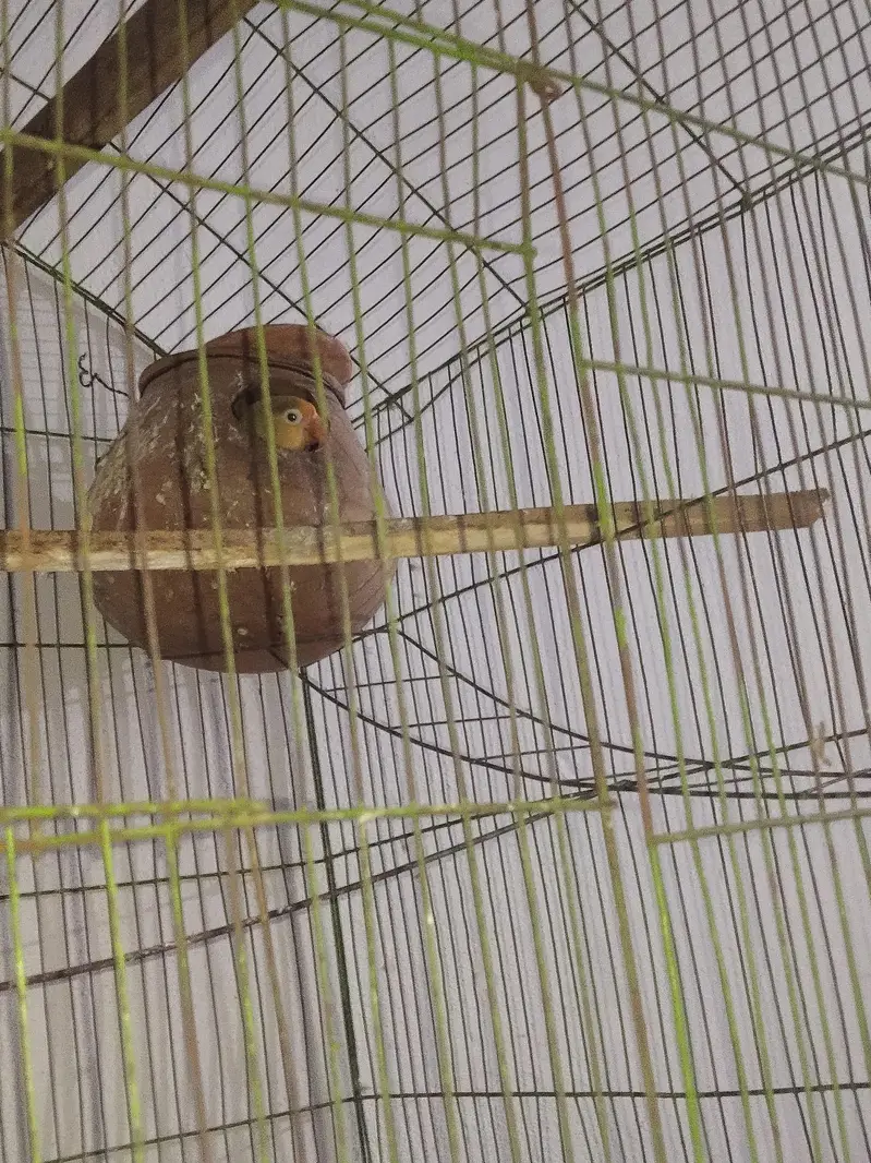 lovebird pair and australin bidgie pair + cage all material — photo 5