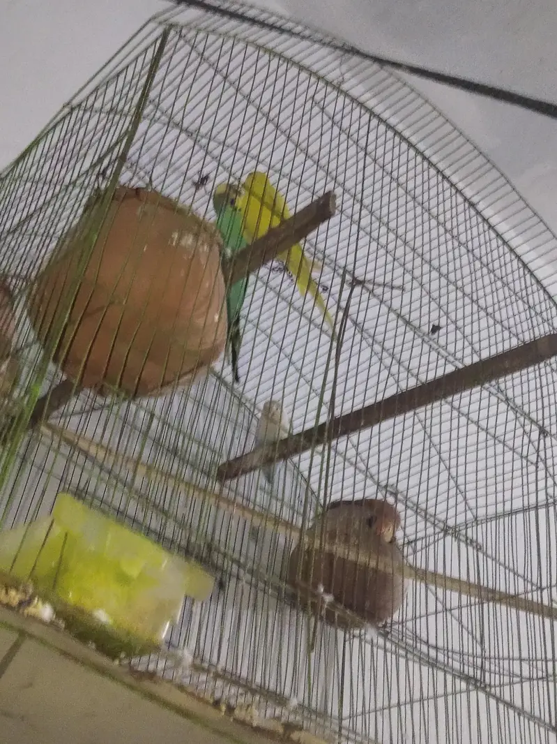 lovebird pair and australin bidgie pair + cage all material — photo 6