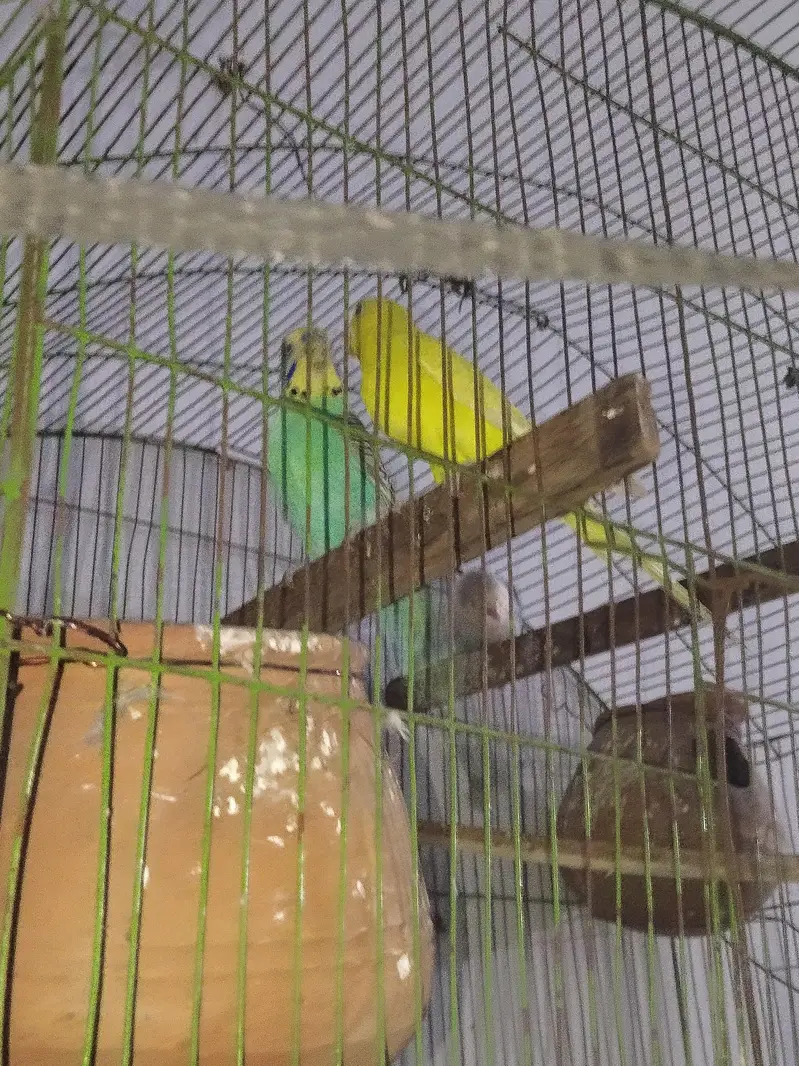 lovebird pair and australin bidgie pair + cage all material — photo 7