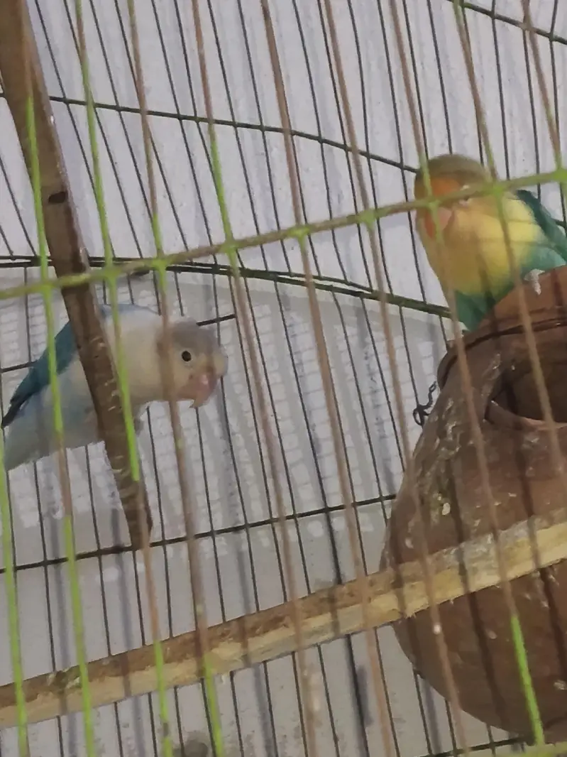 lovebird pair and australin bidgie pair + cage all material — photo 8