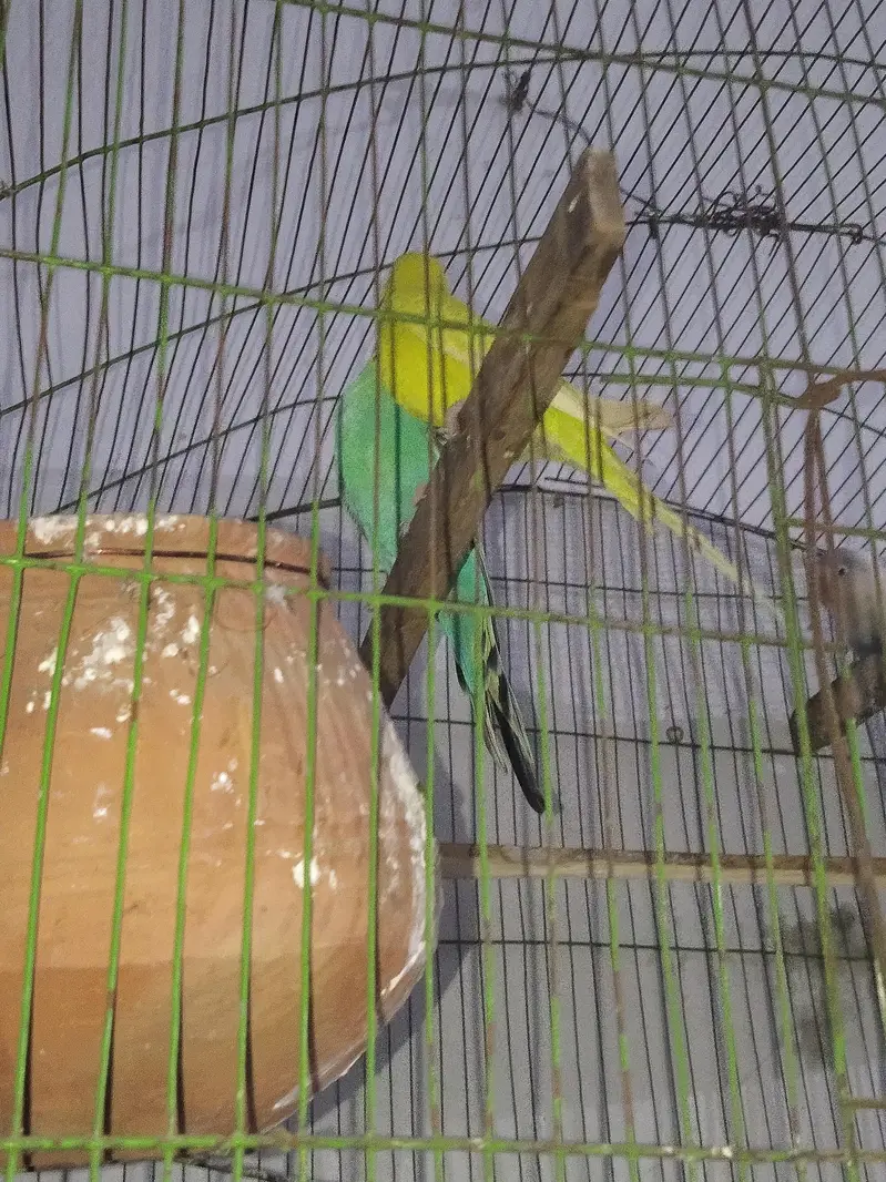 lovebird pair and australin bidgie pair + cage all material — photo 9