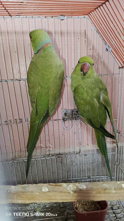 Green Ringneck Pair